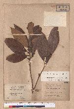Litsea akoensis Hayata 屏東木薑子