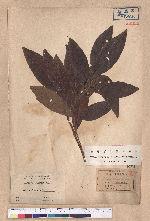 Litsea akoensis Hayata 屏東木薑子