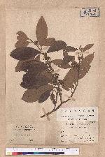 Litsea akoensis Hayata 屏東木薑子