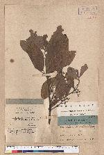 Litsea glutinosa (Lour.) C. B. Rob. 潺槁木薑子
