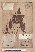Litsea dolichocarpa Hayata