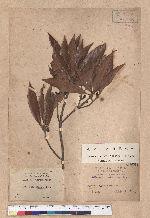 Litsea dolichocarpa Hayata