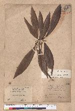 Litsea dolichocarpa Hayata