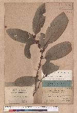 Litsea fulva (Bl.) F. Vill.