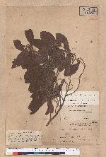 Litsea dolichocarpa Hayata