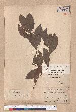 Litsea dolichocarpa Hayata
