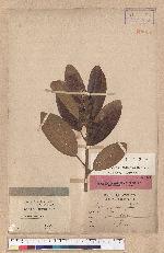Litsea japonica Mirb.