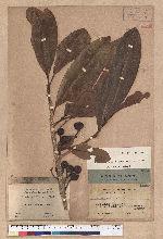 Litsea leytensis Merr.