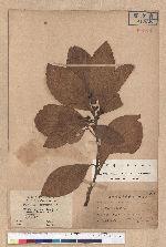 Litsea hayatae Kanehira (Litsea obovata Hayata)