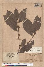 Litsea hayatae Kanehira (Litsea obovata Hayata)