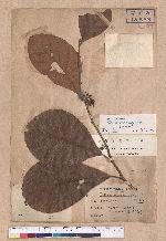 Litsea akoensis Hayata 屏東木薑子