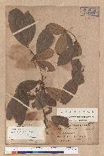 Litsea akoensis Hayata 屏東木薑子