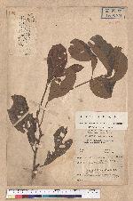 Litsea hayatae Kanehira