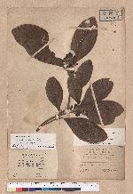 Litsea akoensis Hayata 屏東木薑子
