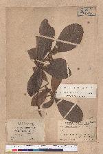 Litsea hayatae Kanehira (Litsea obovata Hayata)