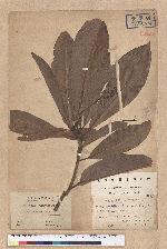 Machilus japonica Siebold et Zucc. var. kusanoi (Hayata) Liao 大葉楠