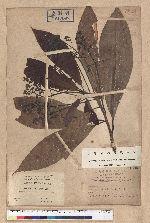 Machilus japonica Siebold et Zucc. var. kusanoi (Hayata) Liao 大葉楠