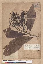 Machilus japonica Siebold et Zucc. var. kusanoi (Hayata) Liao 大葉楠