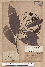 Machilus japonica Siebold et Zucc. var. kusanoi (Hayata) Liao 大葉楠