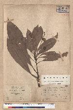 Machilus japonica Siebold et Zucc. var. kusanoi (Hayata) Liao 大葉楠