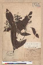 Machilus japonica Siebold et Zucc. var. kusanoi (Hayata) Liao 大葉楠