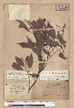Machilus philippinense Merr. 菲律賓楠