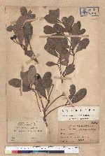 Machilus obovatifolia (Hayata) Kanehira & Sasaki 倒卵葉楠