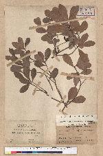 Machilus obovatifolia (Hayata) Kanehira & Sasaki 倒卵葉楠