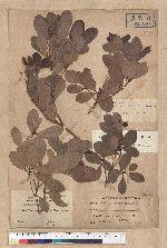 Machilus obovatifolia (Hayata) Kanehira & Sasaki 倒卵葉楠