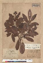 Machilus thunbergii Siebold & Zucc. 紅楠(豬腳楠)