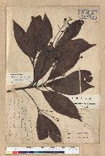 Machilus zuihoensis Hayata var. mushaensis (Lu) Y. C. Liu 青葉楠(霧社楨楠)