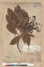 Machilus thunbergii Siebold & Zucc. 紅楠(豬腳楠)