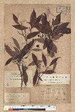 Nothaphoeba konishii Hayata