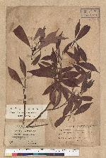Nothaphoeba konishii Hayata