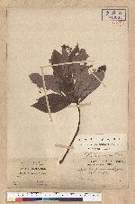 Machilus formosana Hayata 臺灣雅楠