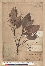Phoebe formosana (Hayata) Hayata 臺灣雅楠