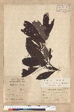 Phoebe formosana (Hayata) Hayata 臺灣雅楠