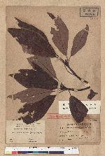 Sassafras randaiense (Hayata) Rehder 臺灣擦樹