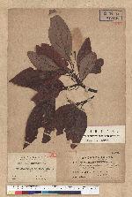 Sassafras randaiense (Hayata) Rehder 臺灣擦樹