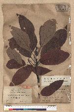 Sassafras randaiense (Hayata) Rehder 臺灣擦樹