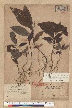 Sassafras randaiense (Hayata) Rehder 臺灣擦樹