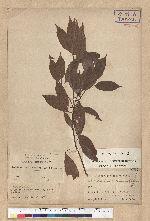 Neolitsea acuminatissima (Hayata) Kanehira et Sasaki 高山新木薑子