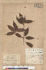 Neolitsea acuminatissima (Hayata) Kanehira et Sasaki 高山新木薑子