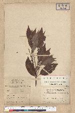 Neolitsea acuminatissima (Hayata) Kanehira et Sasaki 高山新木薑子