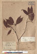 Neolitsea acuminatissima (Hayata) Kanehira et Sasaki 高山新木薑子