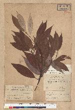 Neolitsea acutotrinervia (Hayata) Kanehira & Sasaki 銳葉新木薑子