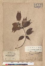 Neolitsea acutotrinervia (Hayata) Kanehira & Sasaki 銳葉新木薑子