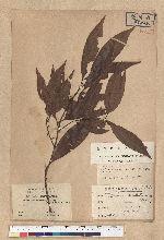 Neolitsea acuminatissima (Hayata) Kanehira et Sasaki 高山新木薑子