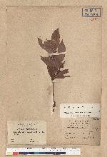 Neolitsea aciculata (Blume) Koidz. var. variabillima (Hayata) J. C. Liao 變葉新木薑子