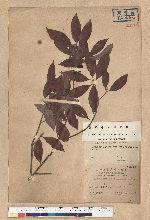 Neolitsea acutotrinervia (Hayata) Kanehira & Sasaki 銳葉新木薑子